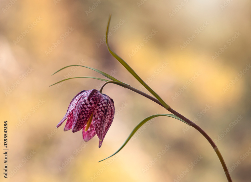 Wiosenne kwiaty - Szachownica kostkowata ( Fritillaria meleagris ). Tapeta, dekoracja. Wiosna 2025