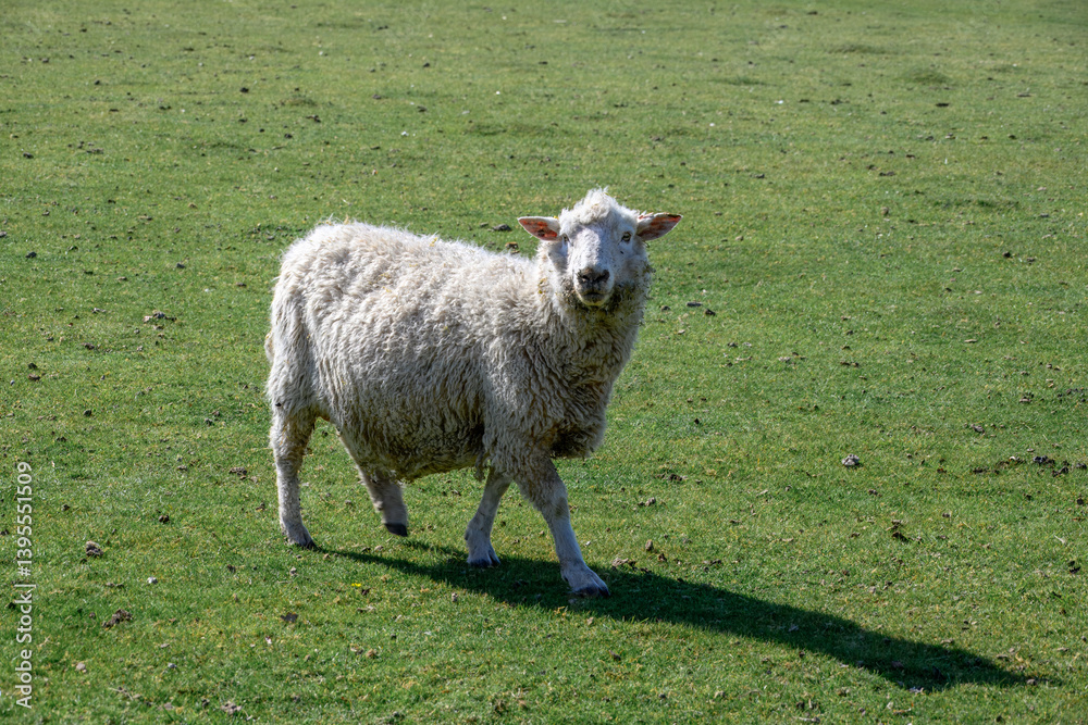 Fototapeta premium close up portrait of pretty sheep with shadow in the spring sunshine