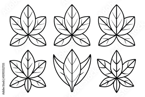leaf cross section line art educational diagram drawing
