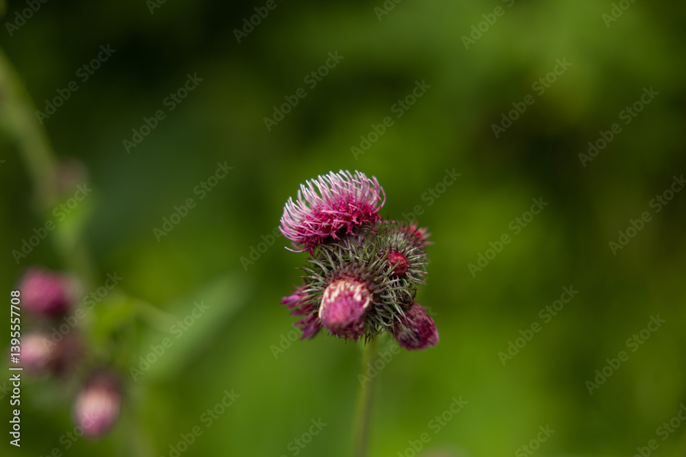 vista macro di una pianta con grandi fiori color rosa e magenta, di giorno, in un ambiente naturale, in estate, con sfondo sfuocato e verde