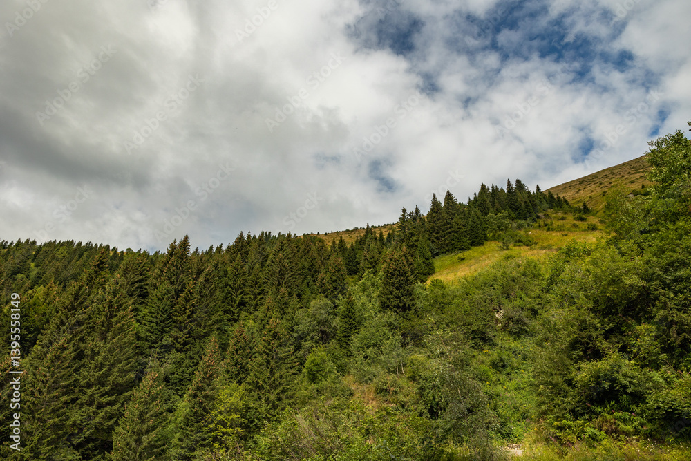 panoramica dal basso su pendii erbosi di una montagna, con fitte foreste di abeti, di giorno, nel nord Italia, sotto un cielo nuvoloso, in estate