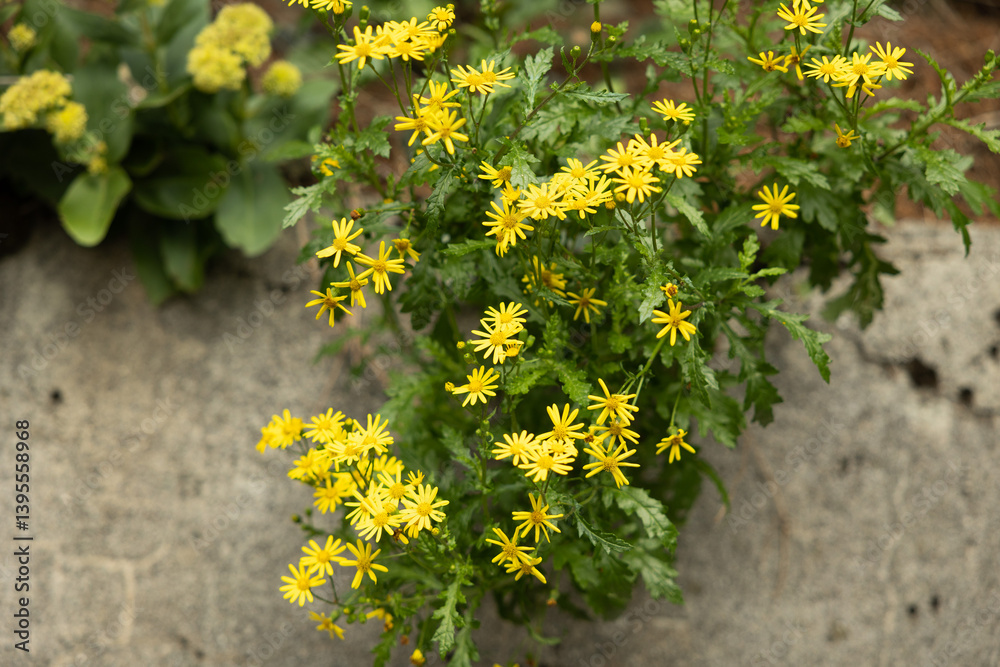 vista macro di una pianta selvatica in primo piano con tanti fiori color giallo, in un ambiente naturale nel nord Italia, di giorno, in estate