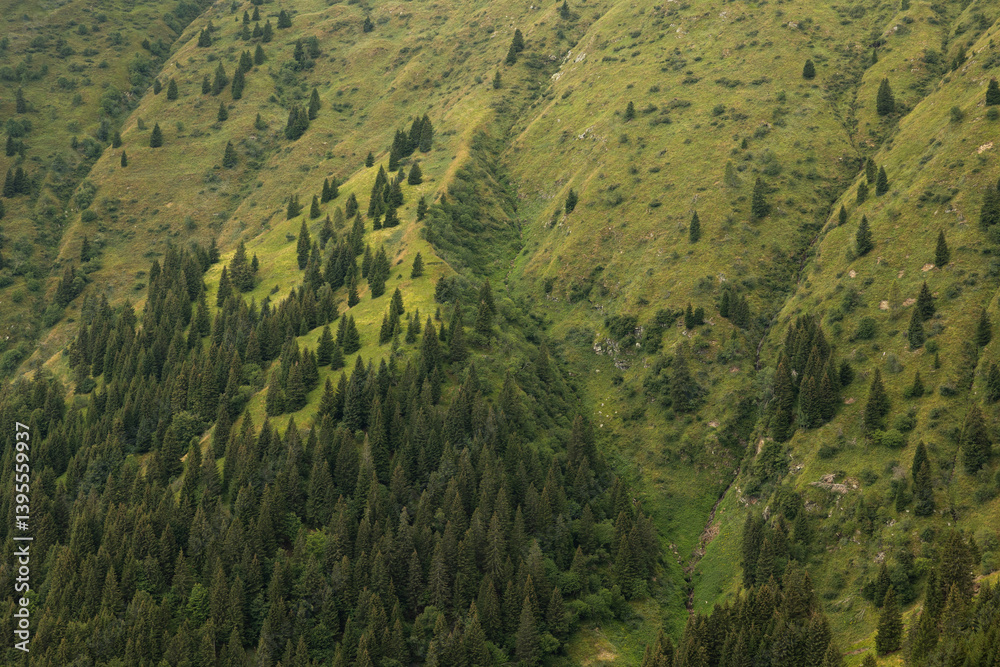 dettagli di un pendio di una montagna, coperto in parte soltanto da erba e per metà da abeti di una vasta foresta
