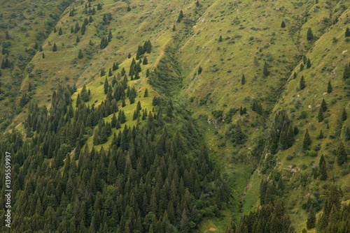 Obraz na płótnie dettagli di un pendio di una montagna, coperto in parte soltanto da erba e per metà da abeti di una vasta foresta w salonie