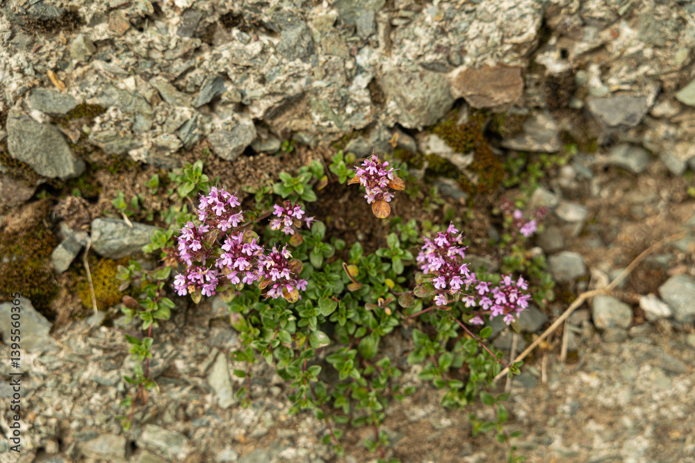 vista macro di una pianta selvatica con fiori rosa, su un muro, di giorno, in estate, in un ambiente naturale nel nord Italia