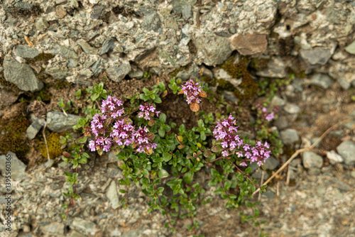 Obraz na płótnie vista macro di una pianta selvatica con fiori rosa, su un muro, di giorno, in estate, in un ambiente naturale nel nord Italia w salonie