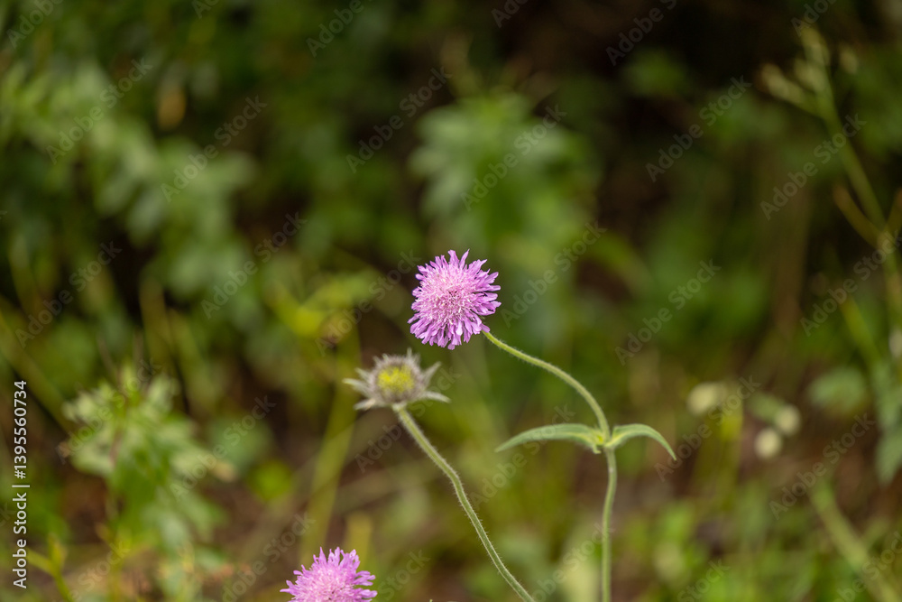 vista macro di una pianta di ambretta in primo piano, con un fiore rosa maturo ed un altro non ancora sbocciato, in un ambiente naturale, in estate