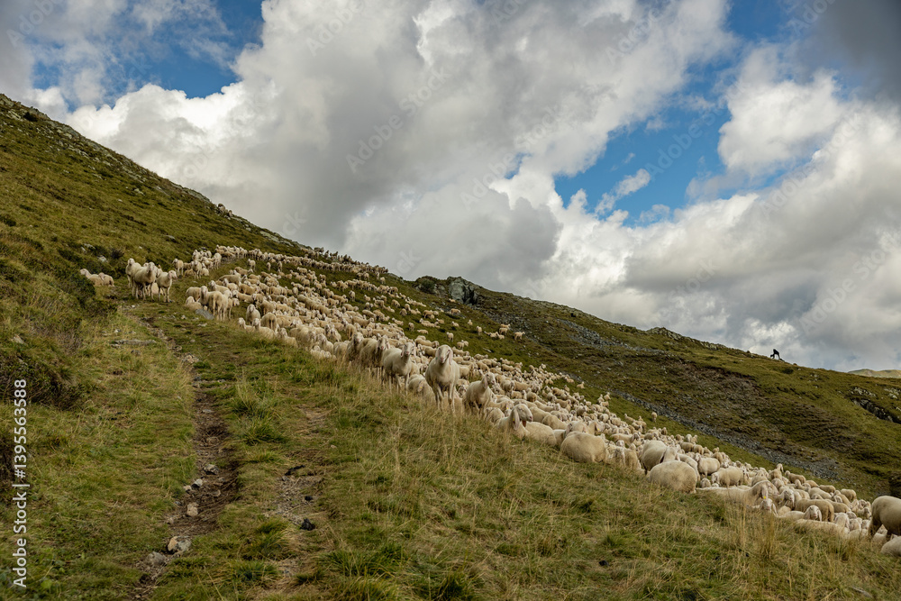 grande gregge di pecore lungo i pendii verdi ed erbosi di una montagna nel nord Italia, di giorno, in estate