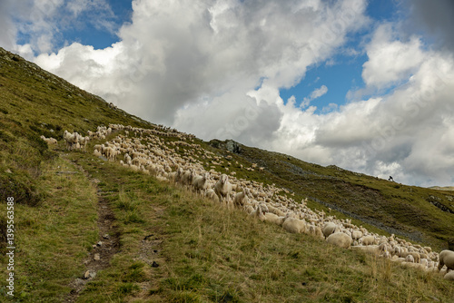 Obraz na płótnie grande gregge di pecore lungo i pendii verdi ed erbosi di una montagna nel nord Italia, di giorno, in estate w salonie