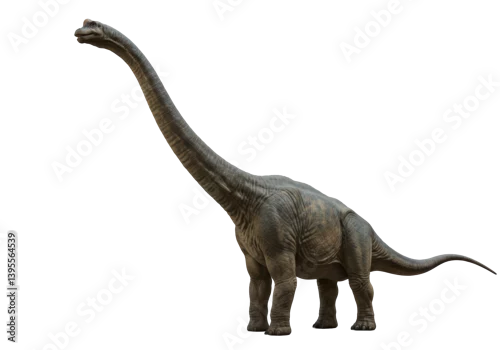 Fototapeta na wymiar Isolated Detailed Brachiosaurus Dinosaur with Long Neck