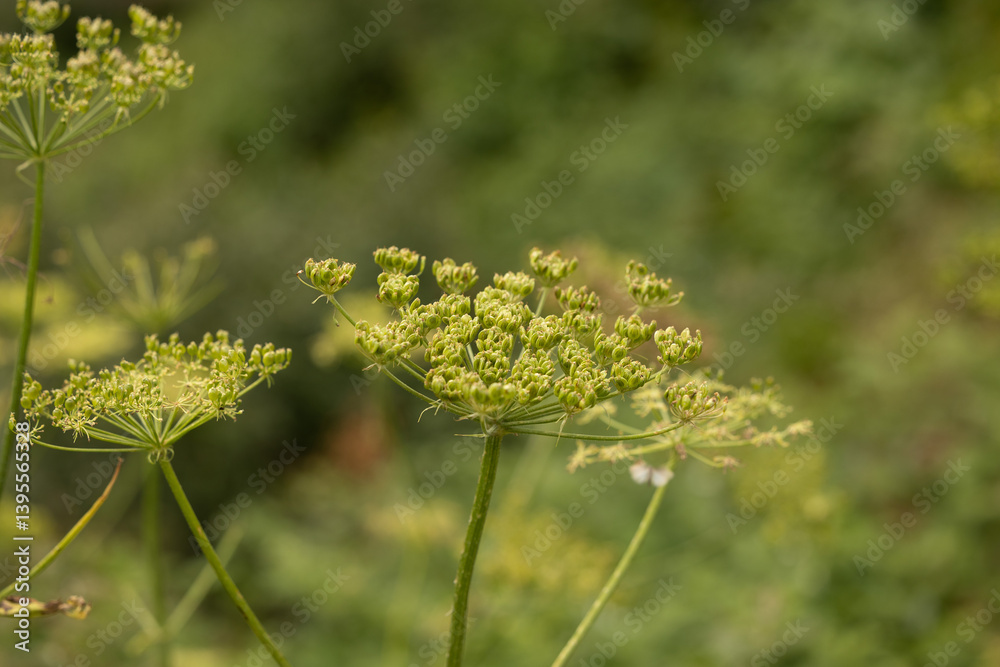 vista macro di una grande ed alta pianta floreale estiva, con tanti piccoli fiori verdi ancora immaturi, con sfondo sfuocato e verde, in un ambiente naturale di montagna nel nord Italia