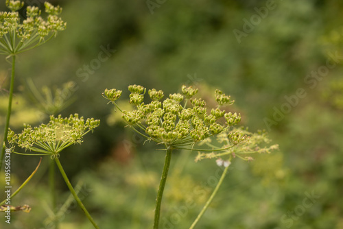 Obraz na płótnie vista macro di una grande ed alta pianta floreale estiva, con tanti piccoli fiori verdi ancora immaturi, con sfondo sfuocato e verde, in un ambiente naturale di montagna nel nord Italia w salonie