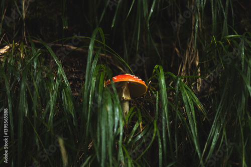 Obraz na płótnie vista macro di un esemplare di fungo velenoso di Amanita muscaria, dal berretto color rosso, in mezzo all'erba alta in un bosco di montagna nel nord Italia, a fine estate w salonie