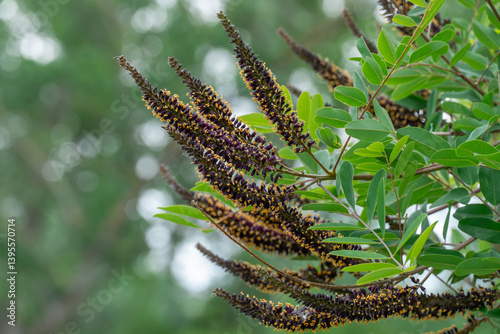 Purple inflorescence of amorpha fruitcosa bloom on branches of shrub. Deciduous bush false indigo of genus amorpha of legume family fabaceae. Used for slope greening in woodland.
