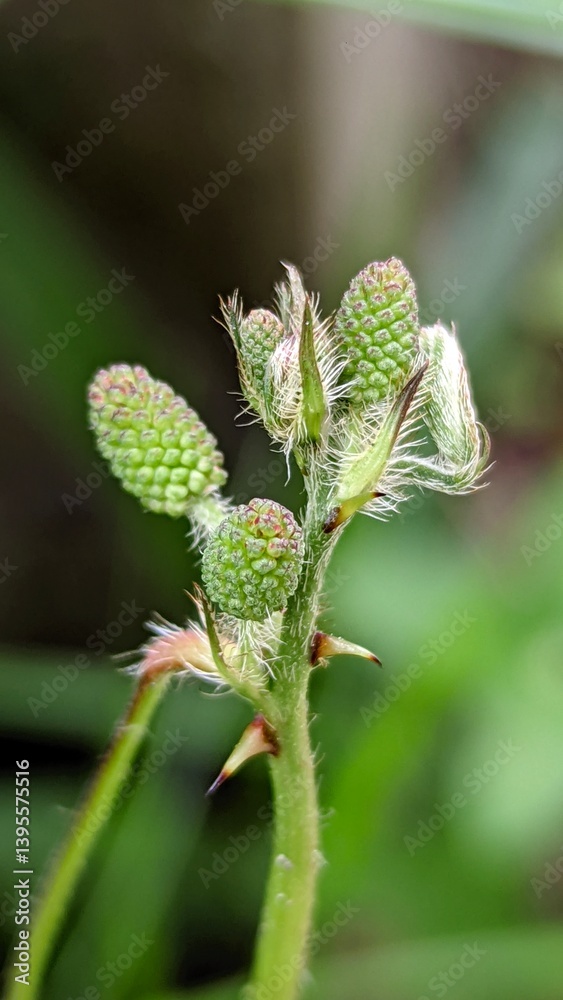Nature's Tapestry: A Budding Wonder Nature's Tapestry: A Budding Wonder