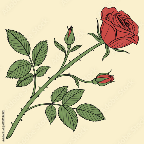 Uma rosa vermelha aberta, com galho e folhas verdes. Dia das mães, dia dos namorados, floricultura, casamento, amor, paixão. Plantas, botânica, jardins. 