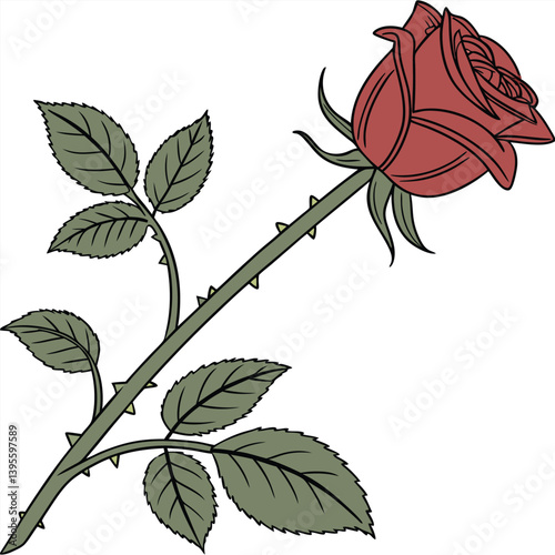 Uma rosa vermelha aberta, com galho e folhas verdes. Dia das mães, dia dos namorados, floricultura, casamento, amor, paixão. Plantas, botânica, jardins. 