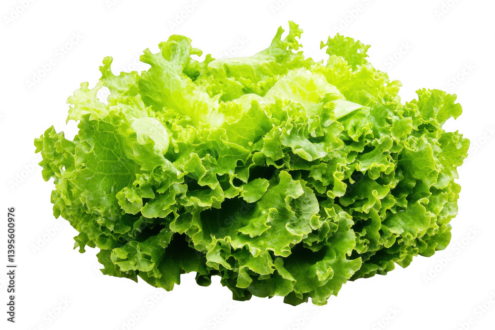Close up view of fresh green lettuce head on a dark background on transparent background Close up view of fresh green lettuce head on a dark background on transparent background