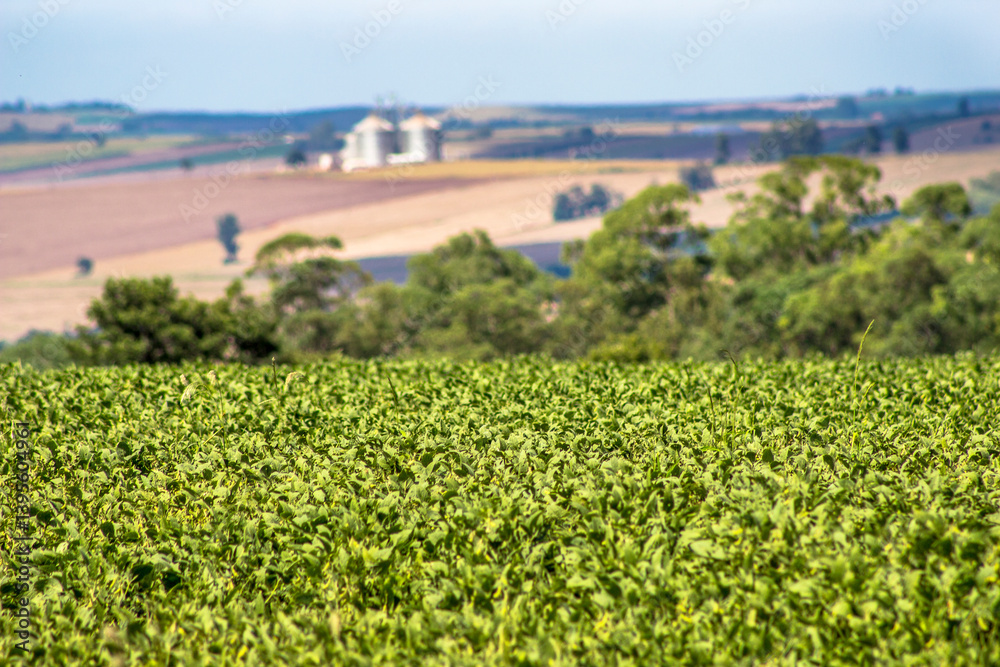 Green soybean field on a grain farm in southern Brazil