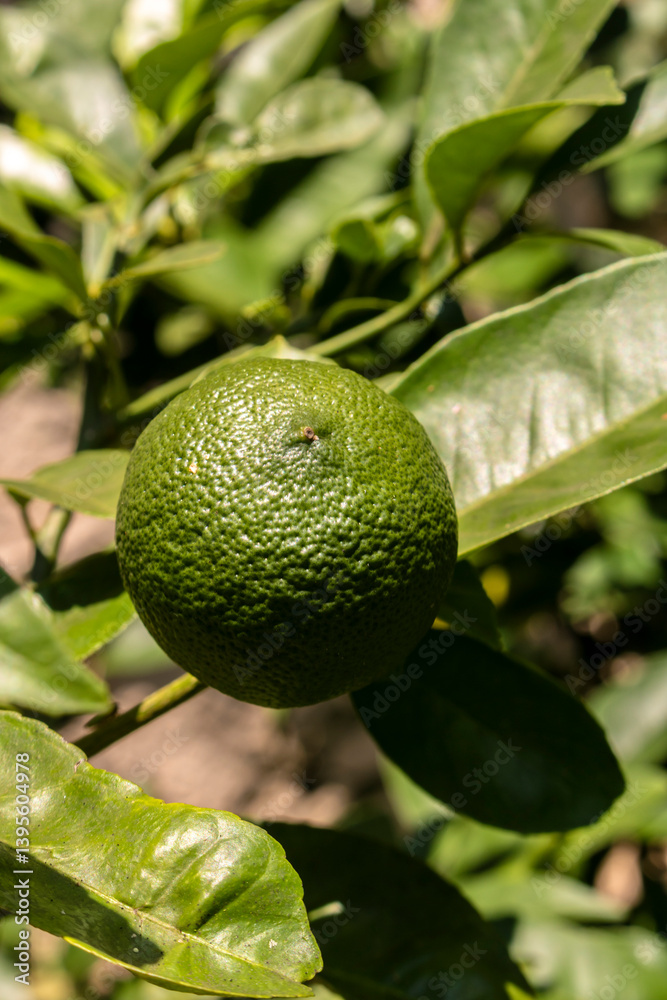 Green limes on a tree on a family farm in Brazil. Close-up of green citrus fruit, natural background. Nature concept