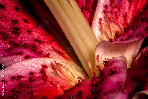 Obraz na płótnie Macro pink big lily flower with soft focus. Abstract close up petal blur background. w salonie