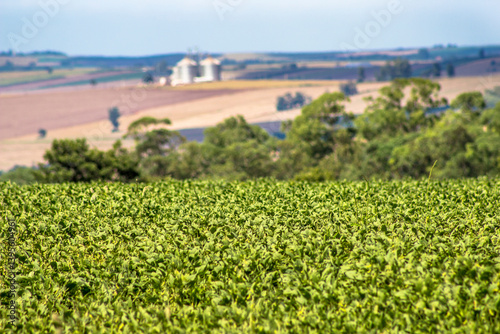 Obraz na płótnie Green soybean field on a grain farm in southern Brazil w salonie