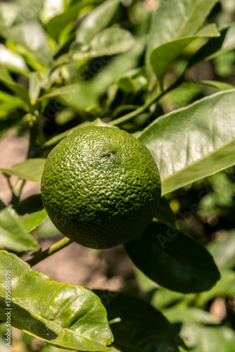 Obraz na płótnie Green limes on a tree on a family farm in Brazil. Close-up of green citrus fruit, natural background. Nature concept w salonie