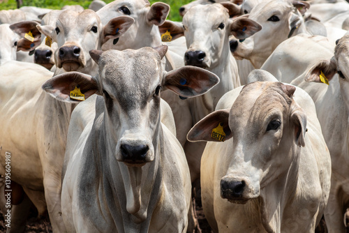 Obraz na płótnie Herd of Nelore cattle grazing in a pasture on the brazilian ranch w salonie