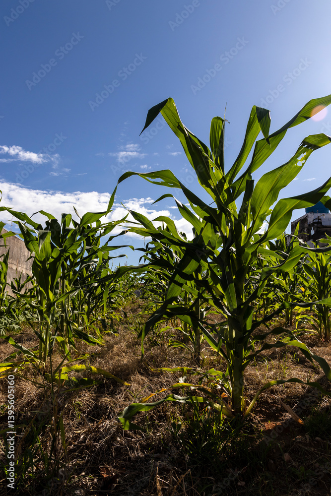 Green corn field on the farm in Brazil