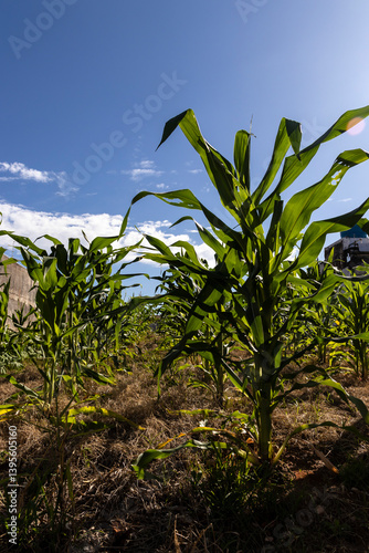 Obraz na płótnie Green corn field on the farm in Brazil w salonie