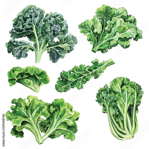 Educational watercolor illustration of kale leaf