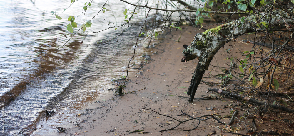Nature photo, old tree trunk, on the shore in the sand, next to the water, looks like an animal; selective focus, blurred all around.