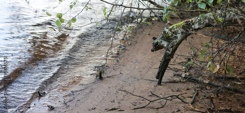 Wallpaper Mural Nature photo, old tree trunk, on the shore in the sand, next to the water, looks like an animal; selective focus, blurred all around. Torontodigital.ca