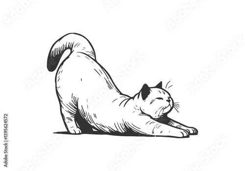 British Shorthair Cat Hand Drawn Illustration Sketch Vector Isolated for Graphic Resource
