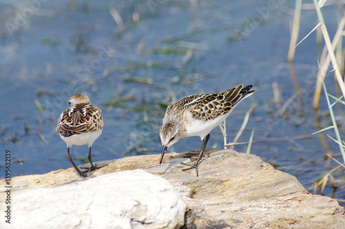 Foto Couple little stint at the seaside
