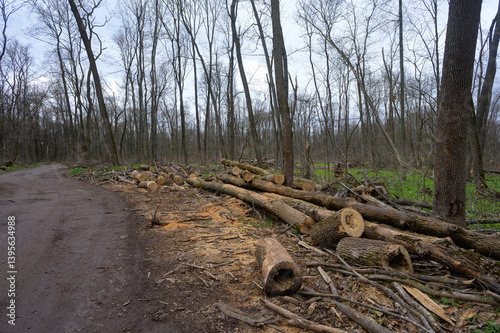 Cleaning dry woods or dry branches in spring. Heap with cut down trees. Tree sawdust.
