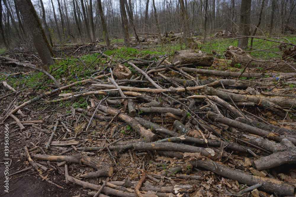 Cleaning dry woods or dry branches in spring. Heap with cut down trees. Tree sawdust. Cleaning dry woods or dry branches in spring. Heap with cut down trees. Tree sawdust.