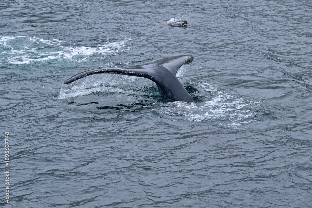 Obraz premium Fauna, flora, and landscapes of the Magallanes and Torres del Paine region