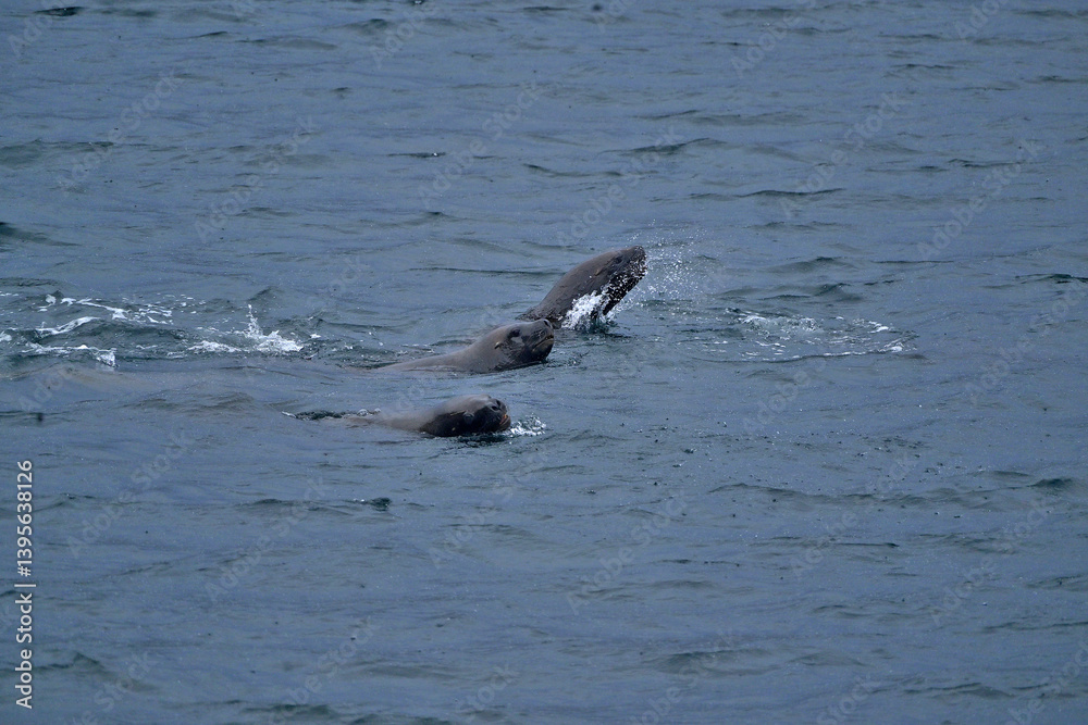 Fototapeta premium whales, sea lions, birds, wild ducks, fauna in the Strait of Magellan area, Chilean Patagonia,