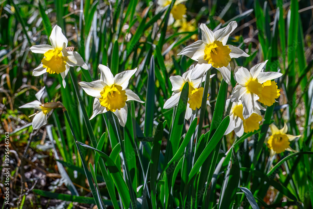 close up of pretty yellow daffodils flowers growing in the sunshine close up of pretty yellow daffodils flowers growing in the sunshine