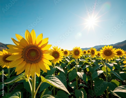 Obraz na płótnie Vibrant Sunflowers in a Field at Sunset w salonie