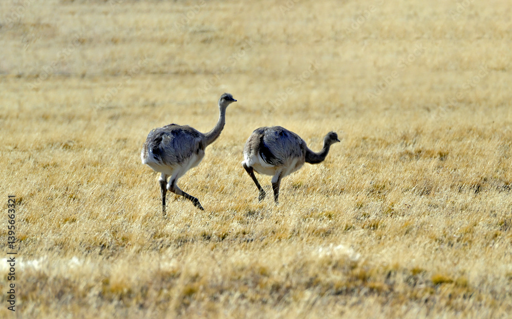 Fototapeta premium Fauna, flora, and landscapes of the Magallanes and Torres del Paine region