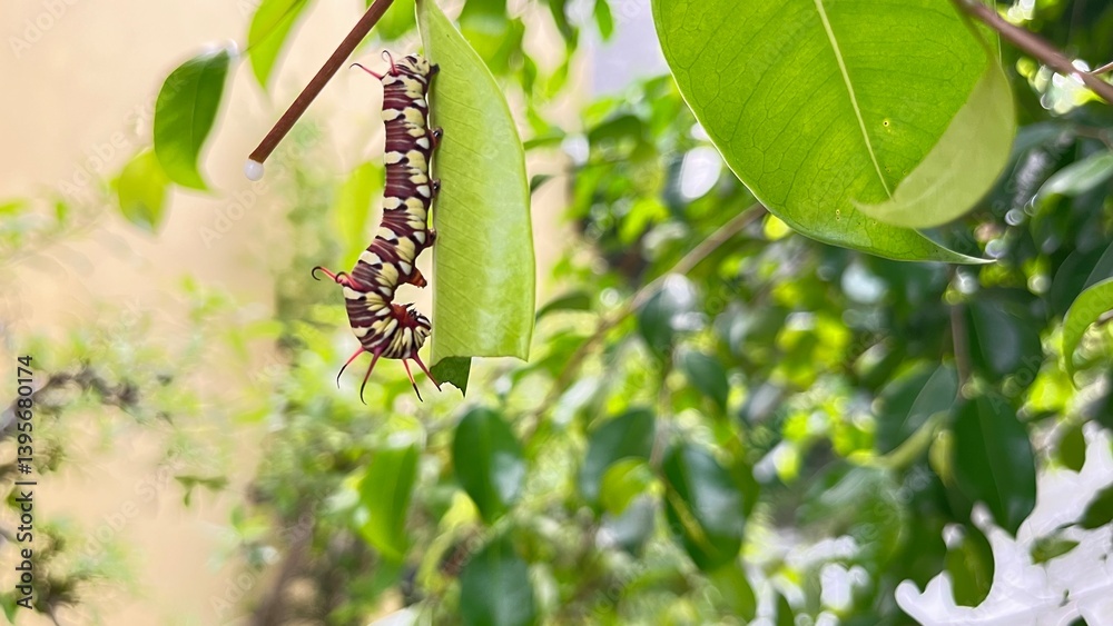 Fototapeta premium caterpillars that will become leafhoppers
