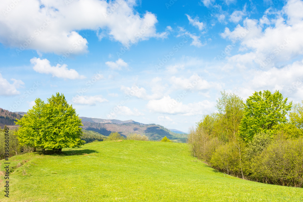 mountain meadow in forenoon light. green pasture. countryside springtime landscape with forest on the grassy hill. fluffy clouds on a blue sky. nature freshness concept. highland ecosystem of ukraine
