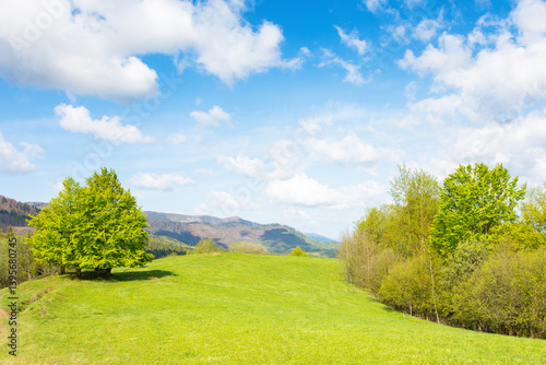 Obraz na płótnie mountain meadow in forenoon light. green pasture. countryside springtime landscape with forest on the grassy hill. fluffy clouds on a blue sky. nature freshness concept. highland ecosystem of ukraine w salonie