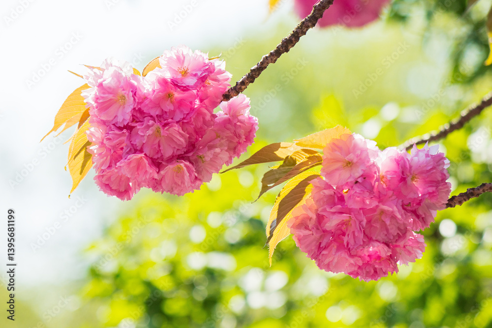 lush pink sakura blossom background. sunny weather in spring. hanami season in ukraine. elegant springtime symbol