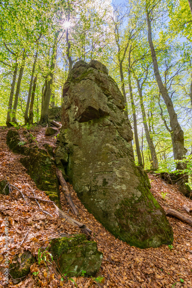 forest nature in summer. lush canopy. deciduous tree in green foliage. environment background of beech woodland with branch under sky. rock on the hill. europe ecosystem