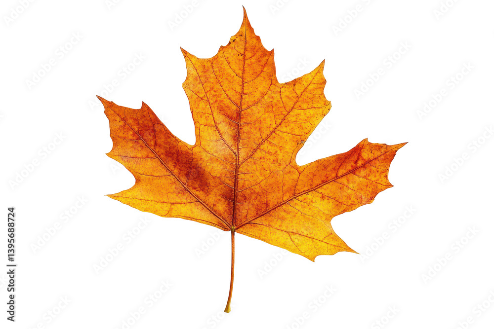 Single orange maple leaf autumn foliage fall nature black background, isolated on transparent background Single orange maple leaf autumn foliage fall nature black background, isolated on transparent background