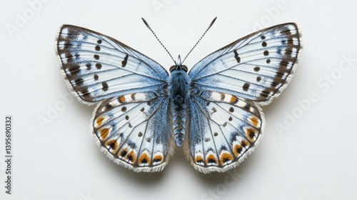 Blue Butterfly Wings with Brown and Orange Spots Isolated on White