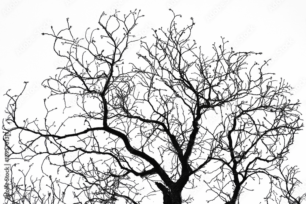 Bare tree branches in winter silhouette against white sky. Minimalistic natural pattern perfect for backgrounds, nature themes, or abstract art use. Bare tree branches in winter silhouette against white sky. Minimalistic natural pattern perfect for backgrounds, nature themes, or abstract art use.